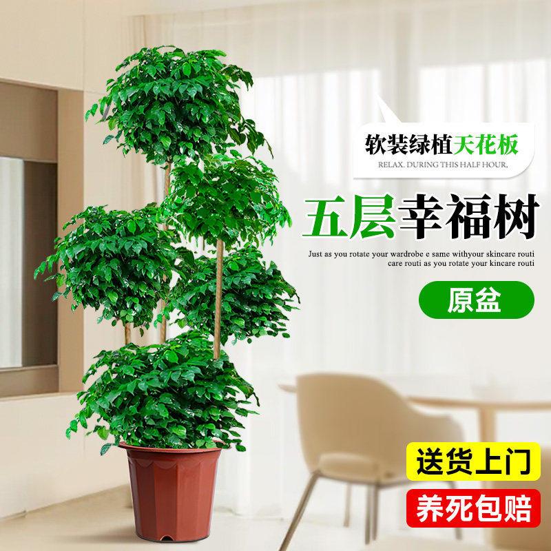 老桩内幸福树幌伞枫客养厅大盆栽桩绿植室外幸福树4-盆景植物四季