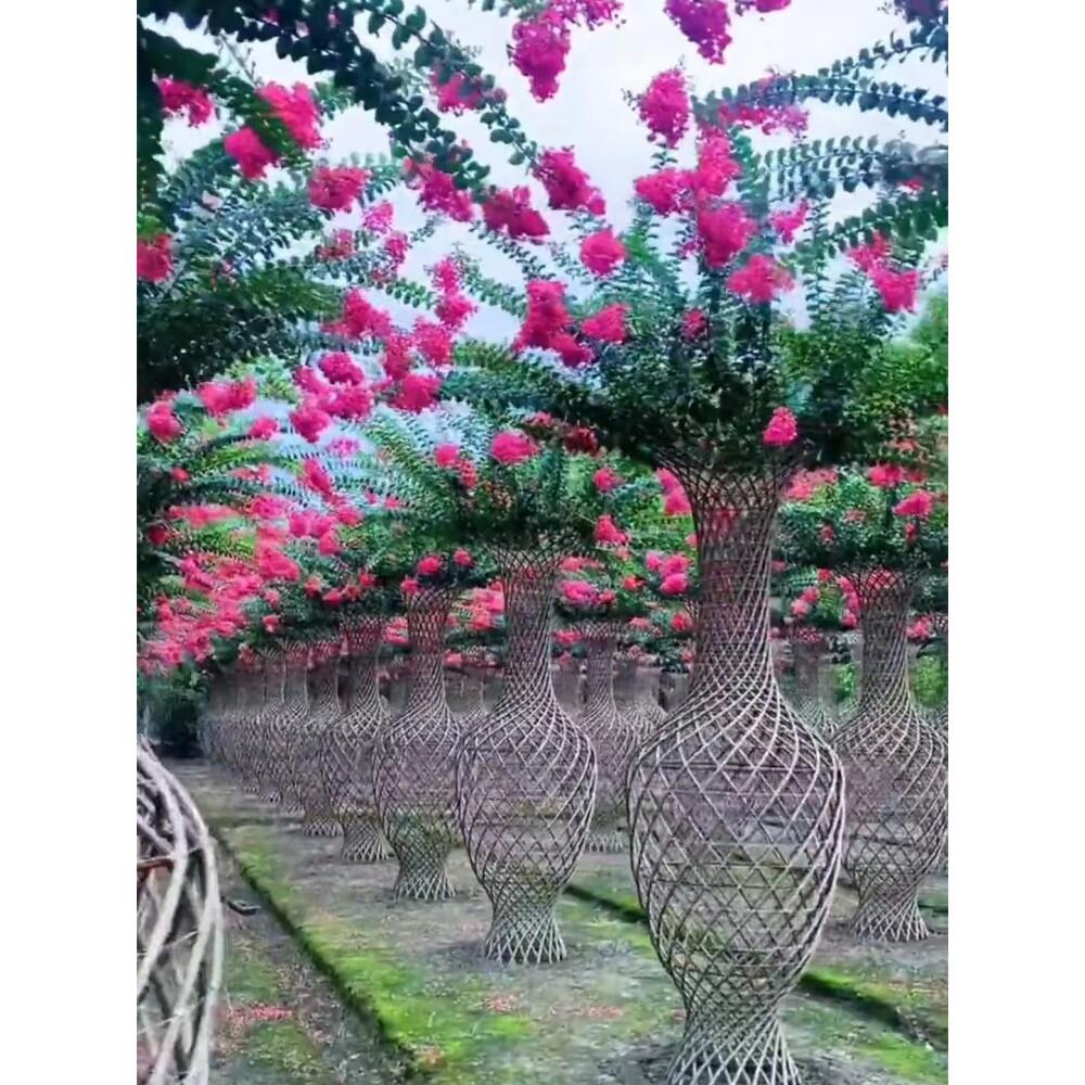 紫薇花花院瓶造型景老盆桩百日ZBA满堂红南北红方易成活别墅庭花