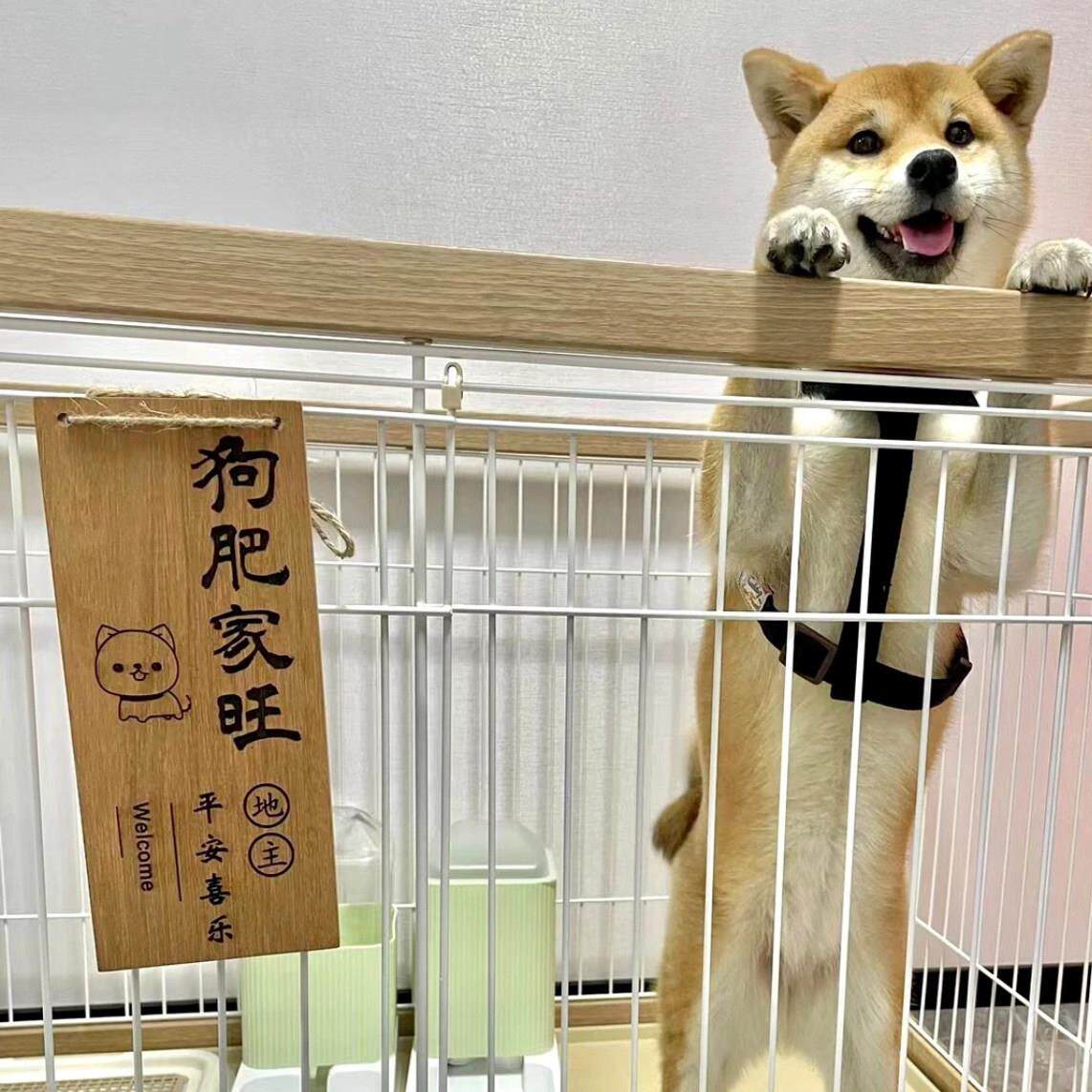 狗狗品猫猫宠物狗窝挂饰木用挂牌可实爱狗犬舍装TKP饰门牌配猫笼