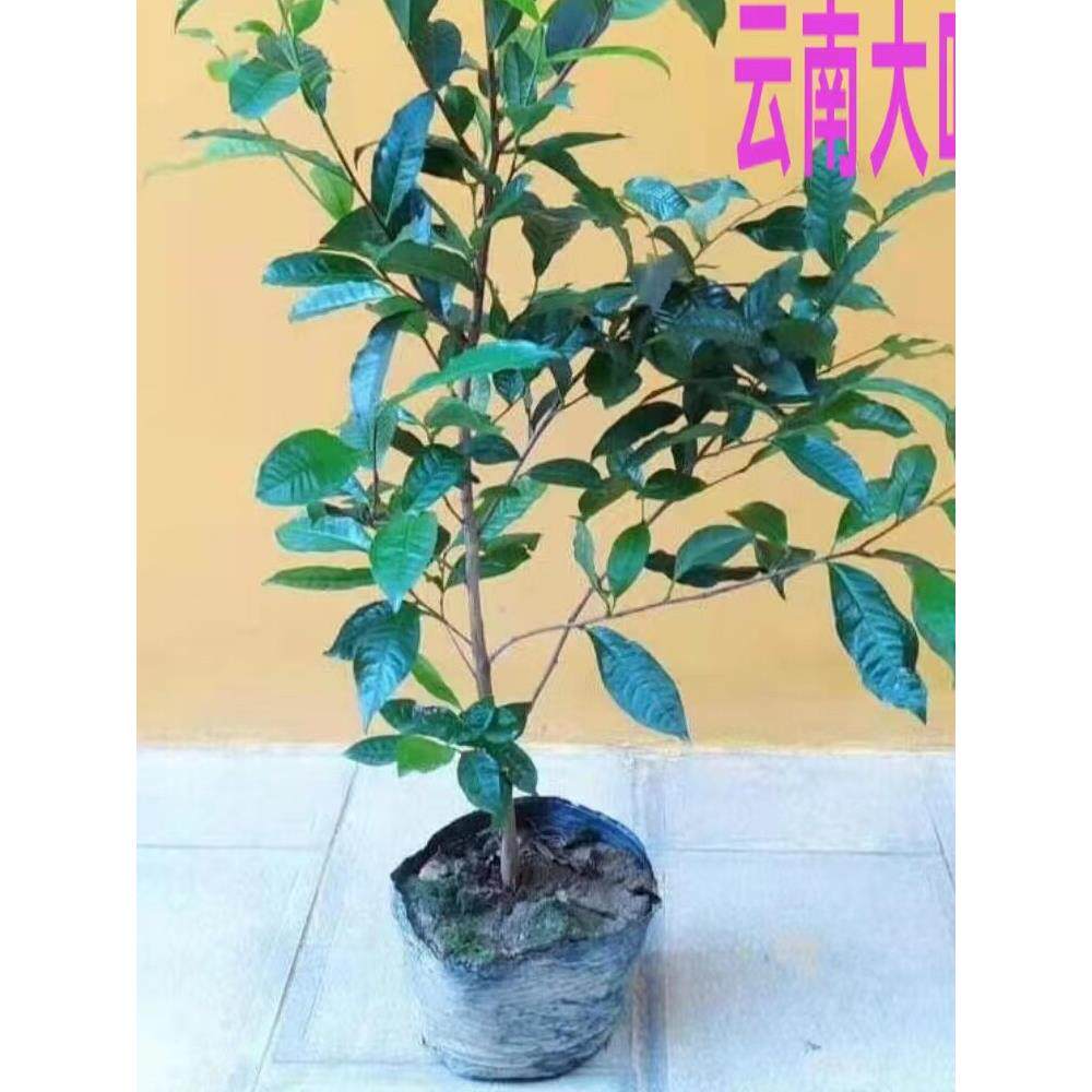 乔木冰岛昔归班章栽勐库大叶种茶苗普茶树苗茶树盆景盆老洱桩绿植