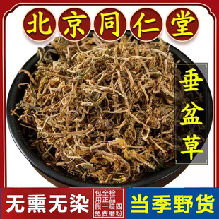 同仁堂垂盆草中药材正品官方旗舰店垂盆草的功效与作用野生泡水