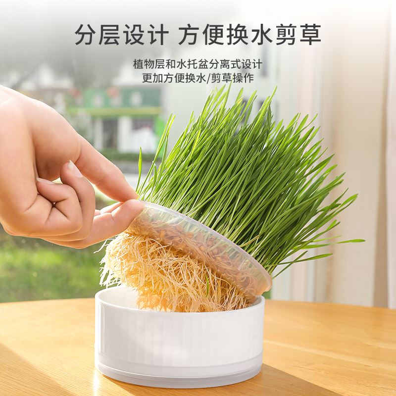 跨境猫草盒盆栽无土水培种植猫草猫薄荷化毛助消化猫零食猫咪食品