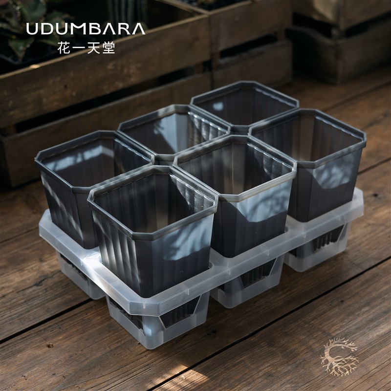 速发花一1m加料半透灰方塑肉花盆6格接水托架多深蝴蝶兰秋海棠