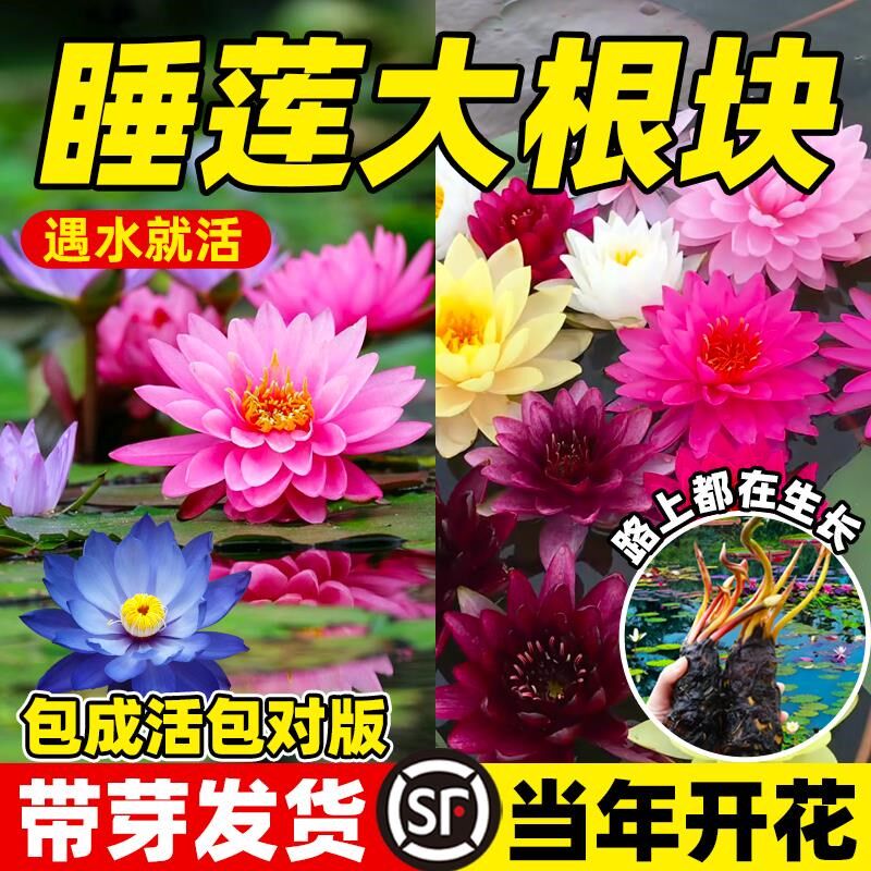 速发睡莲水培植四带花苞塘季开花水养碗莲种藕盆栽花卉水池物睡莲