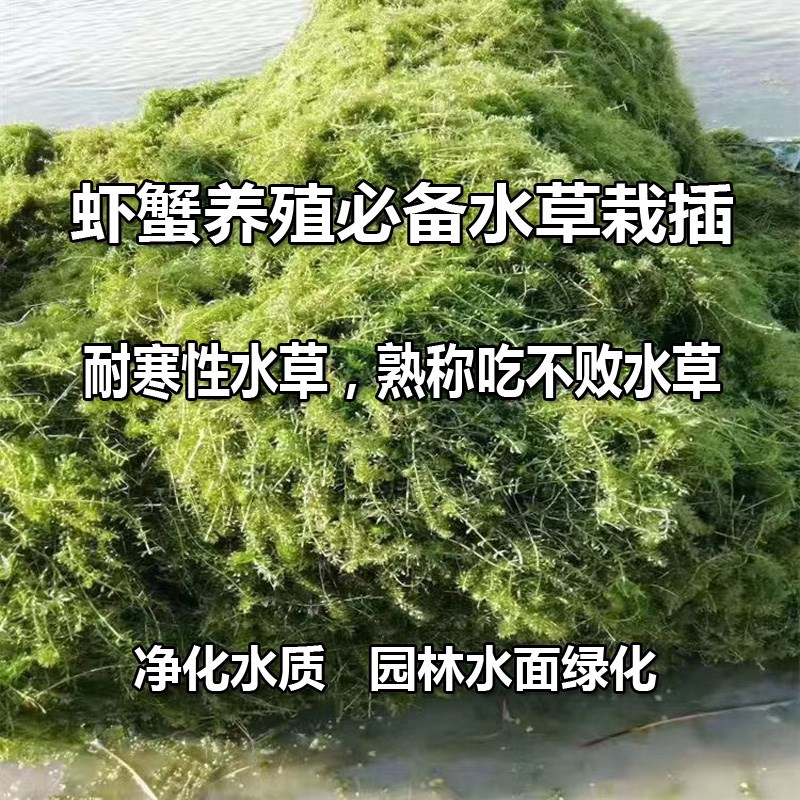 速发水水养殖用鲜活栽插产草耐寒草净化水质水蟹食用虾草吃不败伊