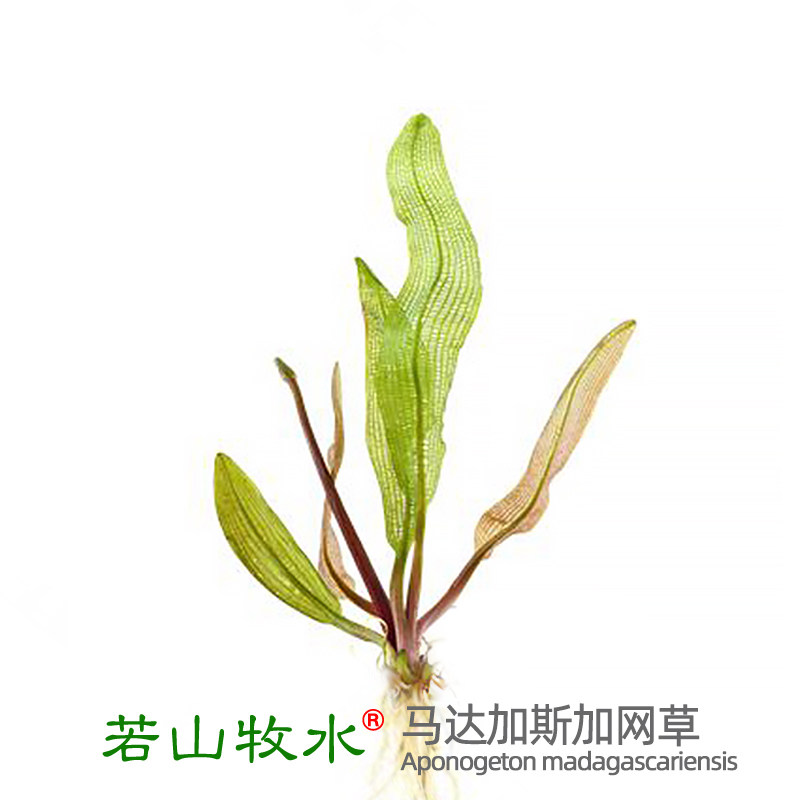 速发马达加斯加景草稀有水草中后景阴性淡造鱼缸水网高端