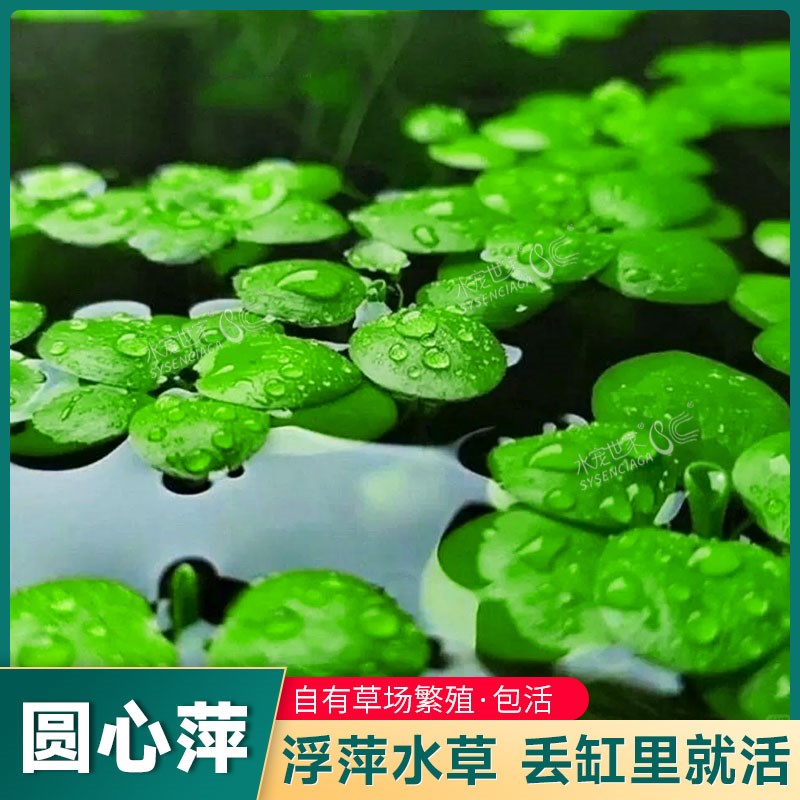 速发圆心萍豹纹萍浮萍庭草净化水质水培绿植水院鱼造龟缸虾景漂浮