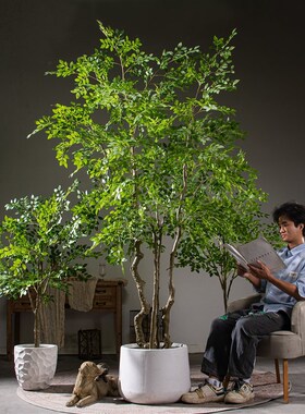 速发超大型榆钱树饰钱榕绿植窗假树室内客厅店铺橱物装金落地摆件