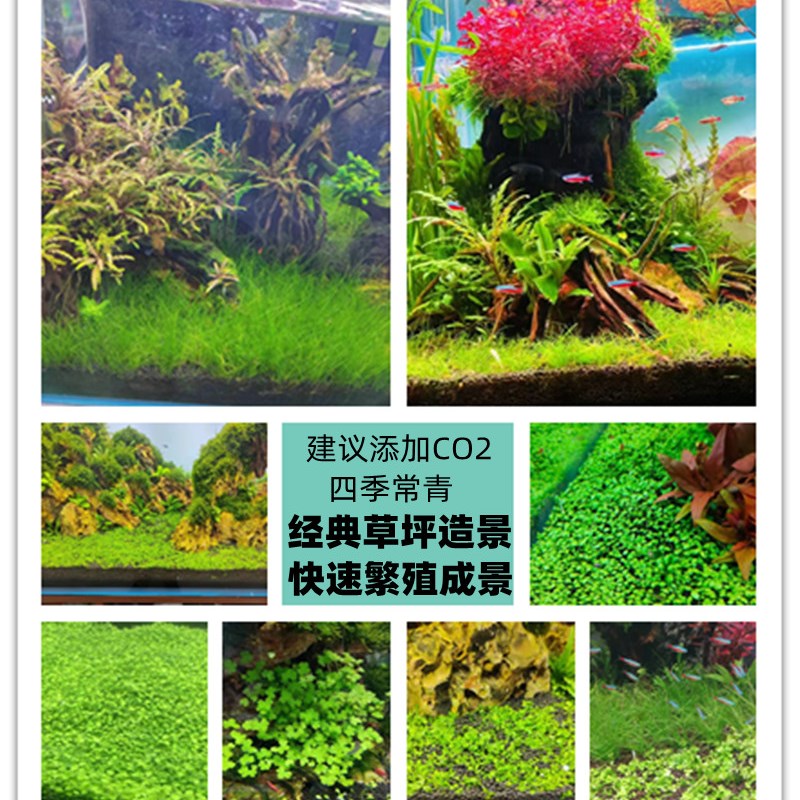 速发[广州速造]各种草坪发景水草鱼缸草皮爬你矮珍珠迷地牛毛草前