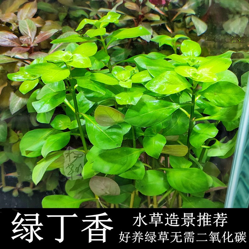 速发绿丁香造色水草后景阴性好养无需二氧化碳鱼缸装绿适合新手饰