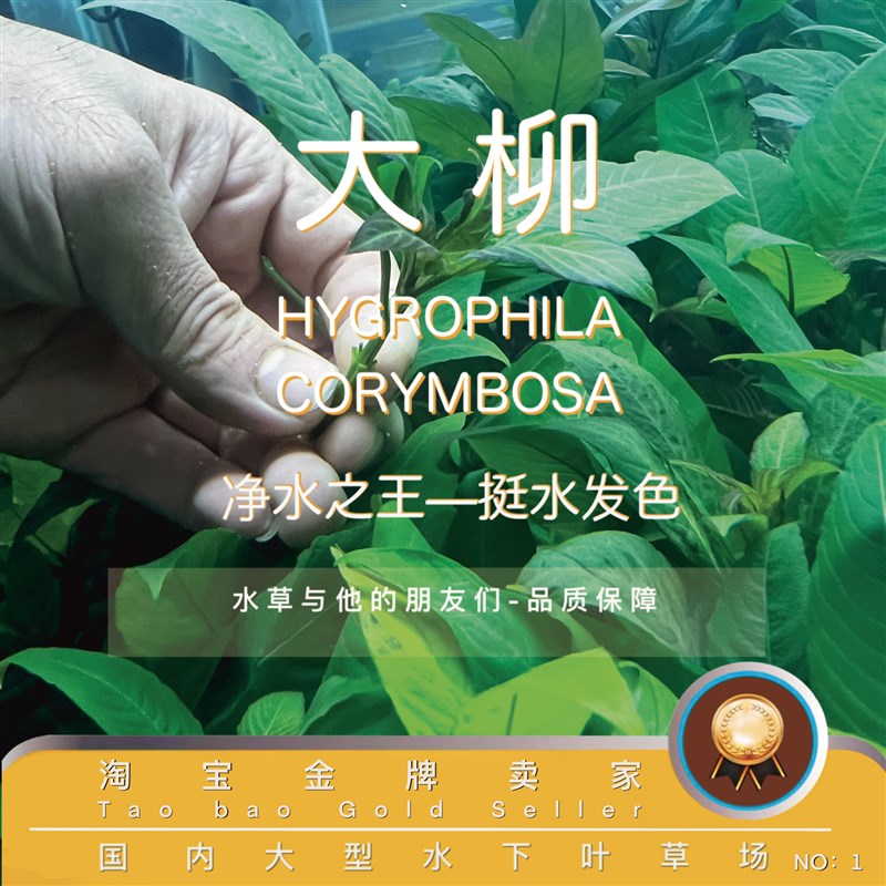 速发大)(100%水下叶柳水草自养水下叶中后草水景造景无需二氧化