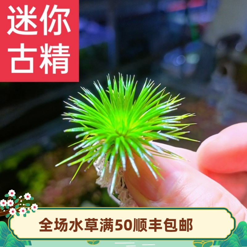 速发迷你古精水美细叶古精国王古精谷精水草鱼缸稀景前景中景造有