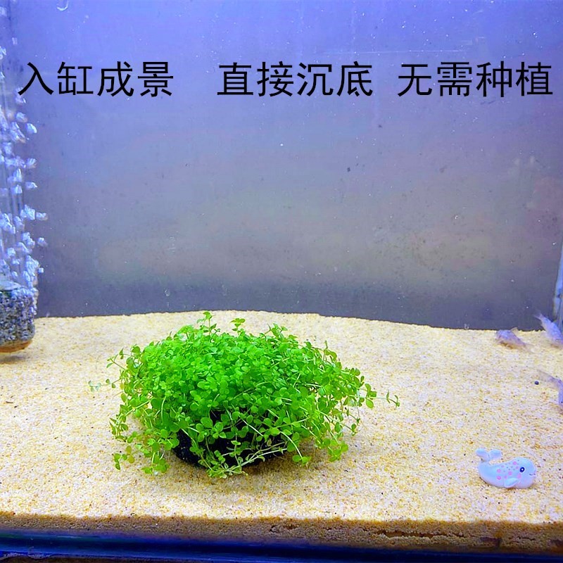 速发真水草草缸水草爬地草珍珠鱼你牛毛矮迷你矮珍珠迷缸草坪