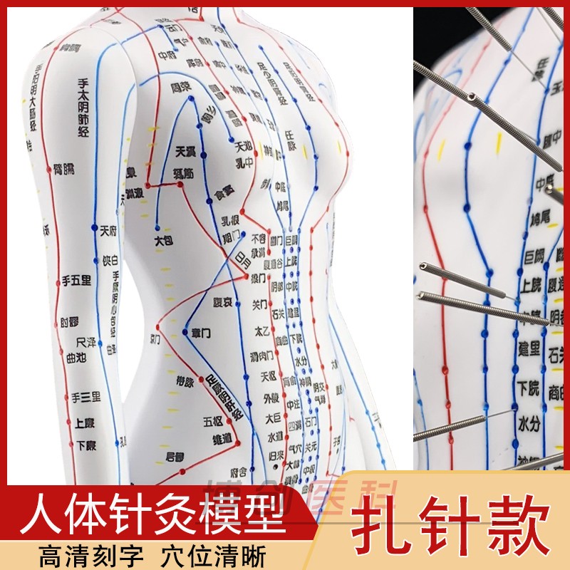 速发中医超清晰扎体款针灸穴位人模模型人经络穴位针型按摩推拿练