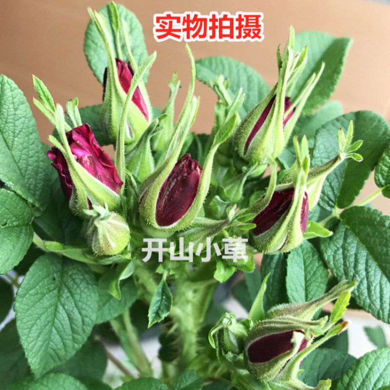 速发可食用玫瑰花苗大马士革平阴丰花一号浓香当年开花卉台庭院盆