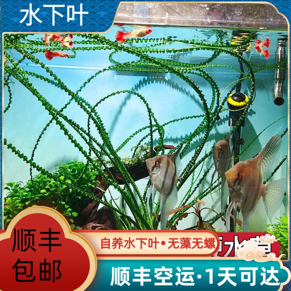 速发细后龙鞭稀缸水草鱼有造景阴性水草叶景装饰草缸主景绿色水草