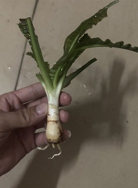 速发宽叶龙鞭细叶龙鞭水草气泡王玻璃浪卷草网草大水浪水造南美缸