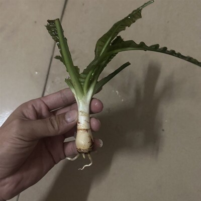 速发宽叶龙鞭细叶龙鞭水草气泡王玻璃浪卷草网草大水浪水造南美缸