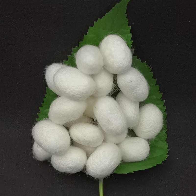 速发双宫蚕茧可抽手工蚕丝棉兜帽蚕丝被原料儿童百家婴儿子母被桑