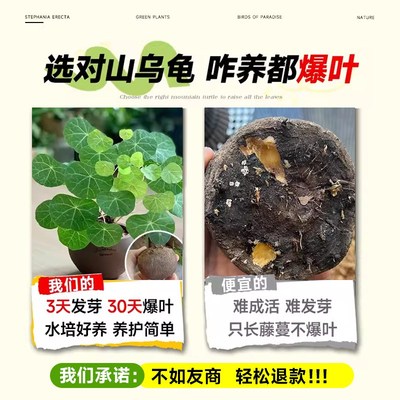 速发山乌龟爬藤植物室内盆栽花卉带盆稀有品种名贵罕见多肉一叶龟