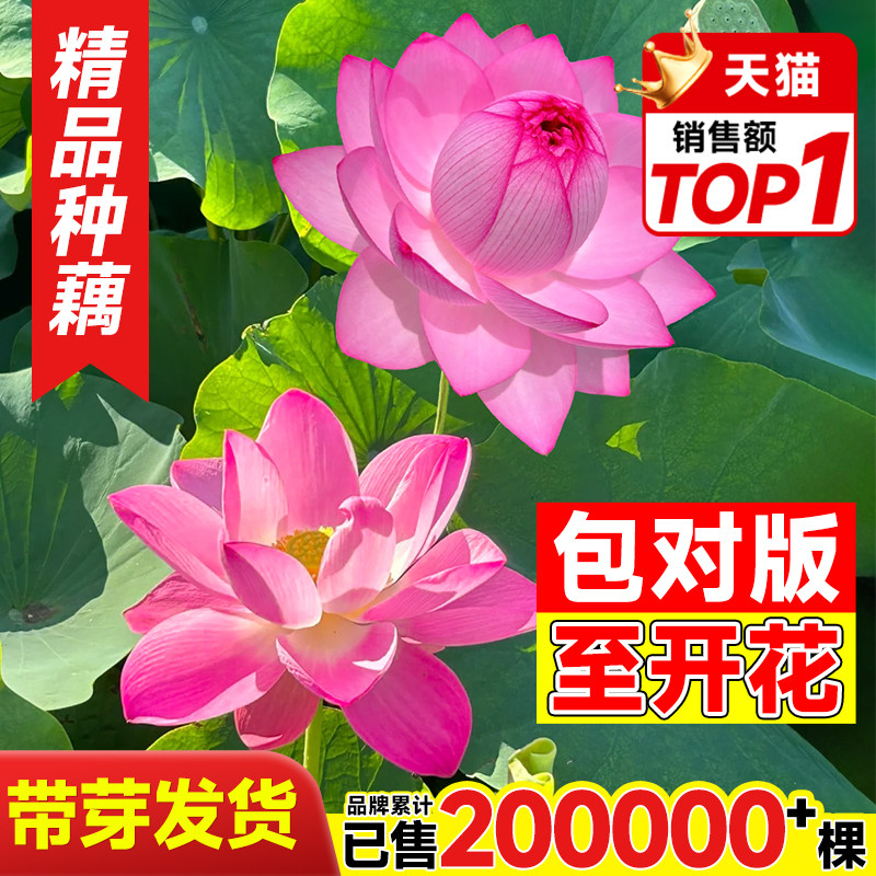 速发观赏荷花藕种盆池水养莲花莲藕苗睡院缸栽庭莲碗莲花鱼栽水生