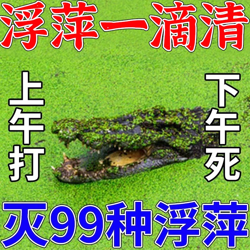 速发鱼塘除浮萍用水产养殖不伤鱼虾青苔浮萍水除净生水花草浮萍剂