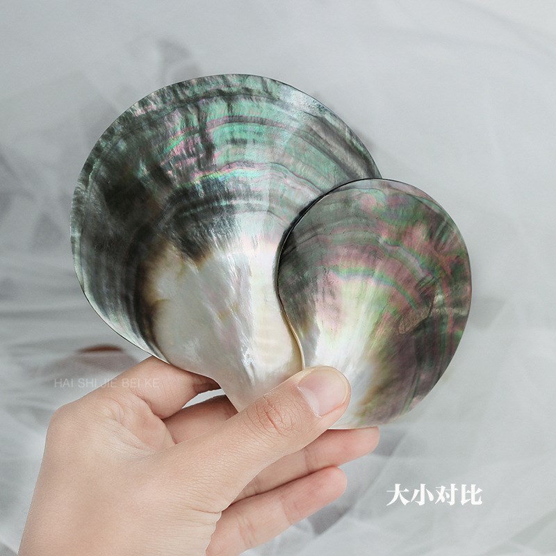 速发86M0大贝壳黑蝶地抛光海贝大溪贝黑珍珠首饰珠宝照拍道具摆件