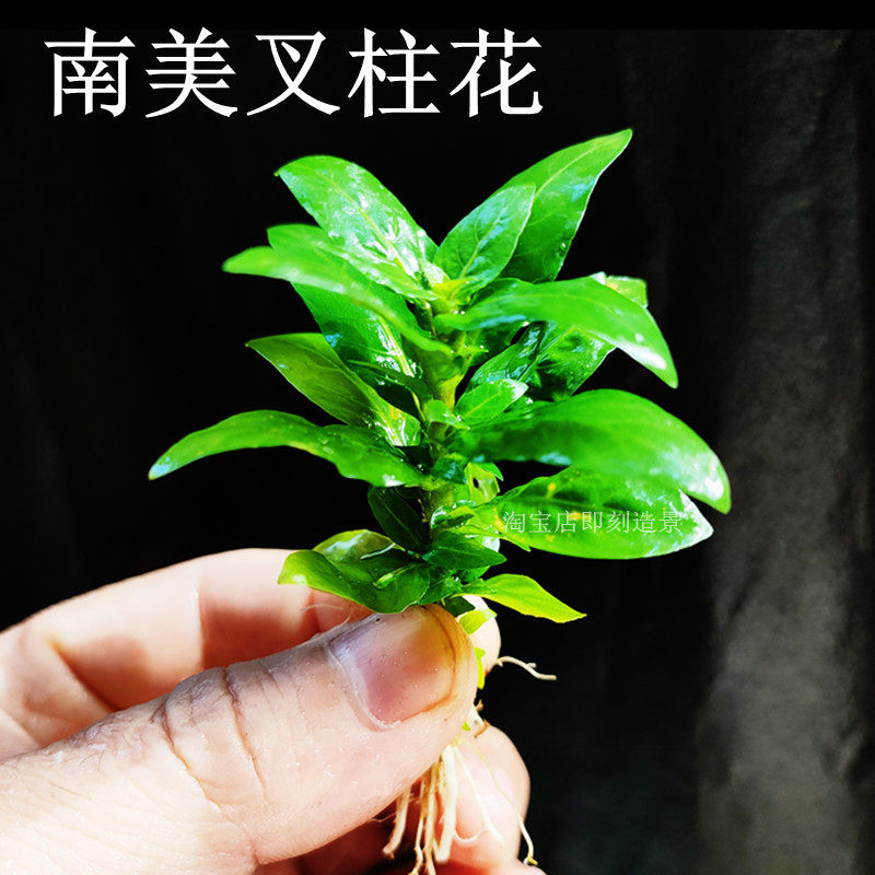 速发南美叉造花前中景性有柱水草鱼缸草缸装饰茎景