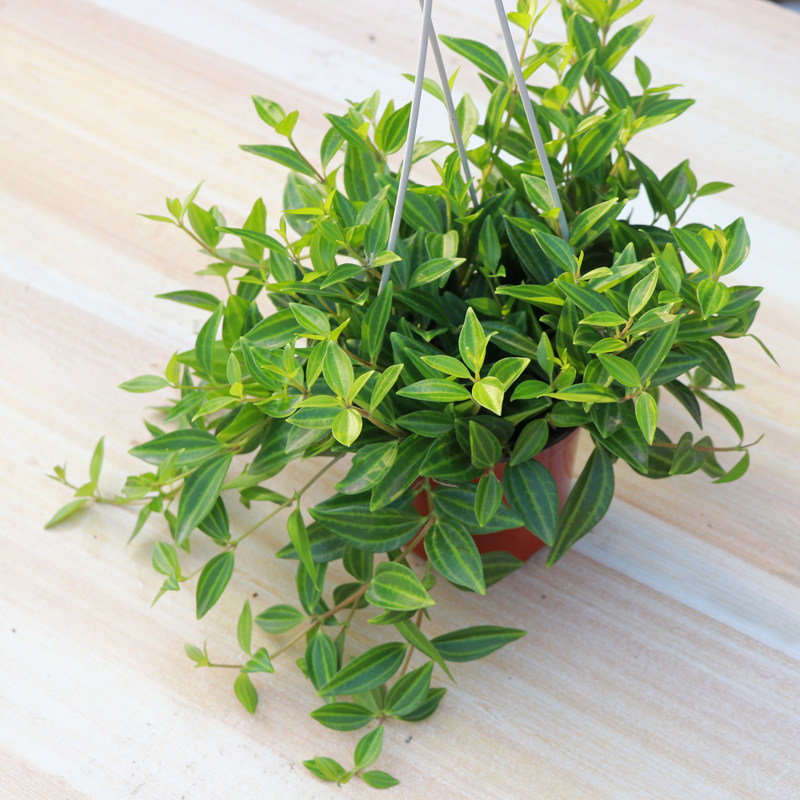 新款四季常d绿钻石翡翠吊兰植物盆栽水培绿植垂吊花卉观花植物室