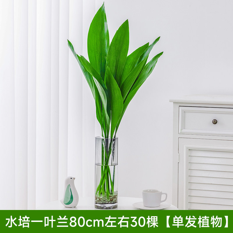 新款水培一叶兰绿植室内盆栽四季常青客厅网红Q水培植物好养活懒