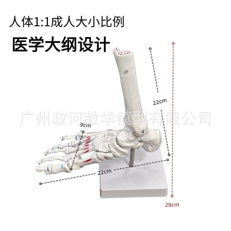厂家脚节手手关节带肌肉色模型人体脚关节踝关节着足骨仿关JCW真
