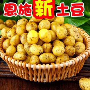 【恩施小土豆】黄皮黄心土豆现挖现发新鲜蔬菜洋芋马铃薯整箱包邮