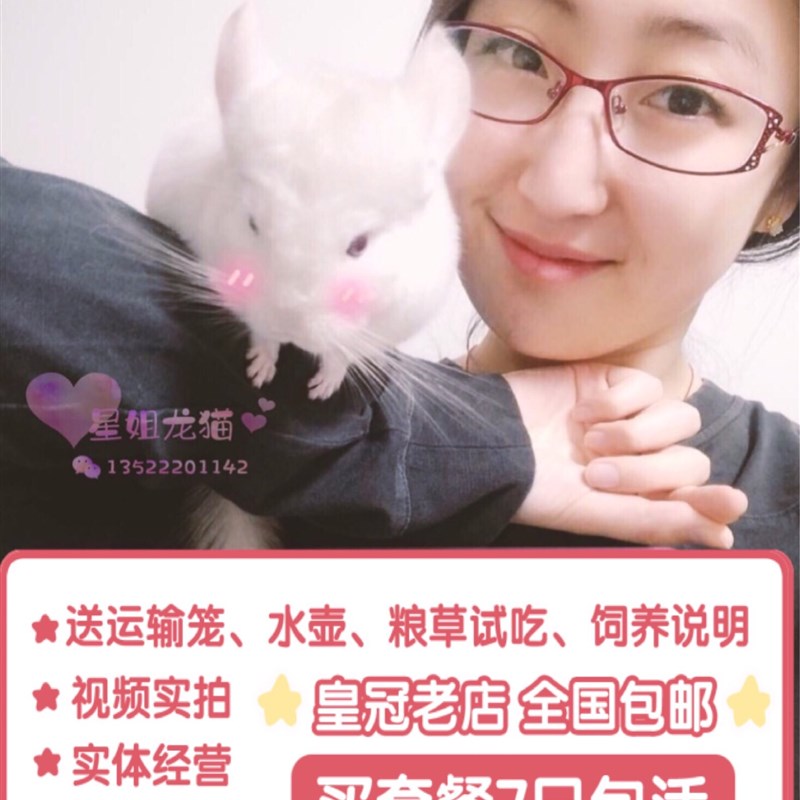 现货速发星姐送笼子活物已打活长毛北京幼崽可爱纯种
