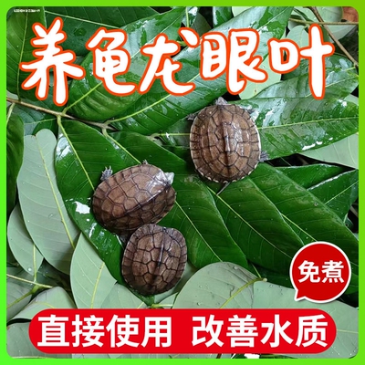 一份50张养龟龙眼叶大片免煮乌龟用品龟用龟龟专用鱼缸龟缸造景小