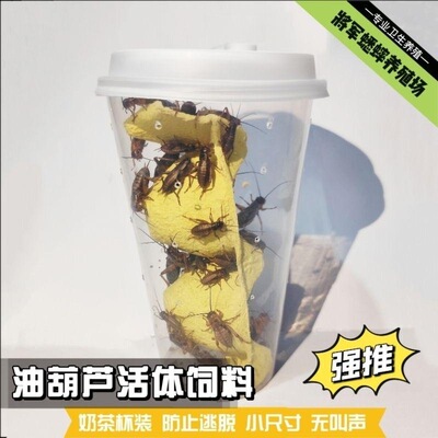 空杯装蟋蟀活体白蛐蛐奶茶杯空杯