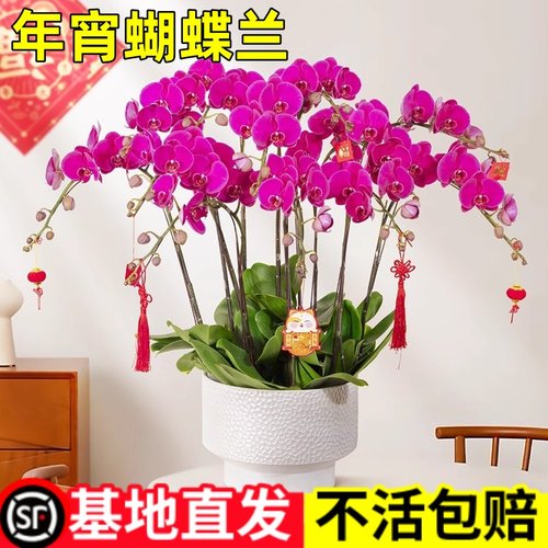 蝴蝶兰盆栽带花特级大花客厅花束鲜花带花苞兰花年宵花广佛同城
