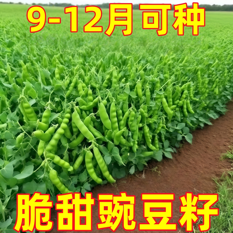 甜脆荷兰豆种子菜豌豆双花双夹高产耐寒农家自种秋冬季豆角菜种子