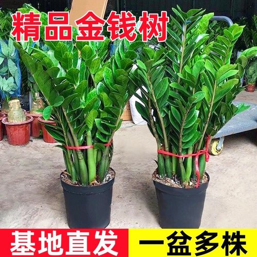 金钱树盆栽客厅大型招财树绿植办公室内桌面盆景摇钱串子好养植物