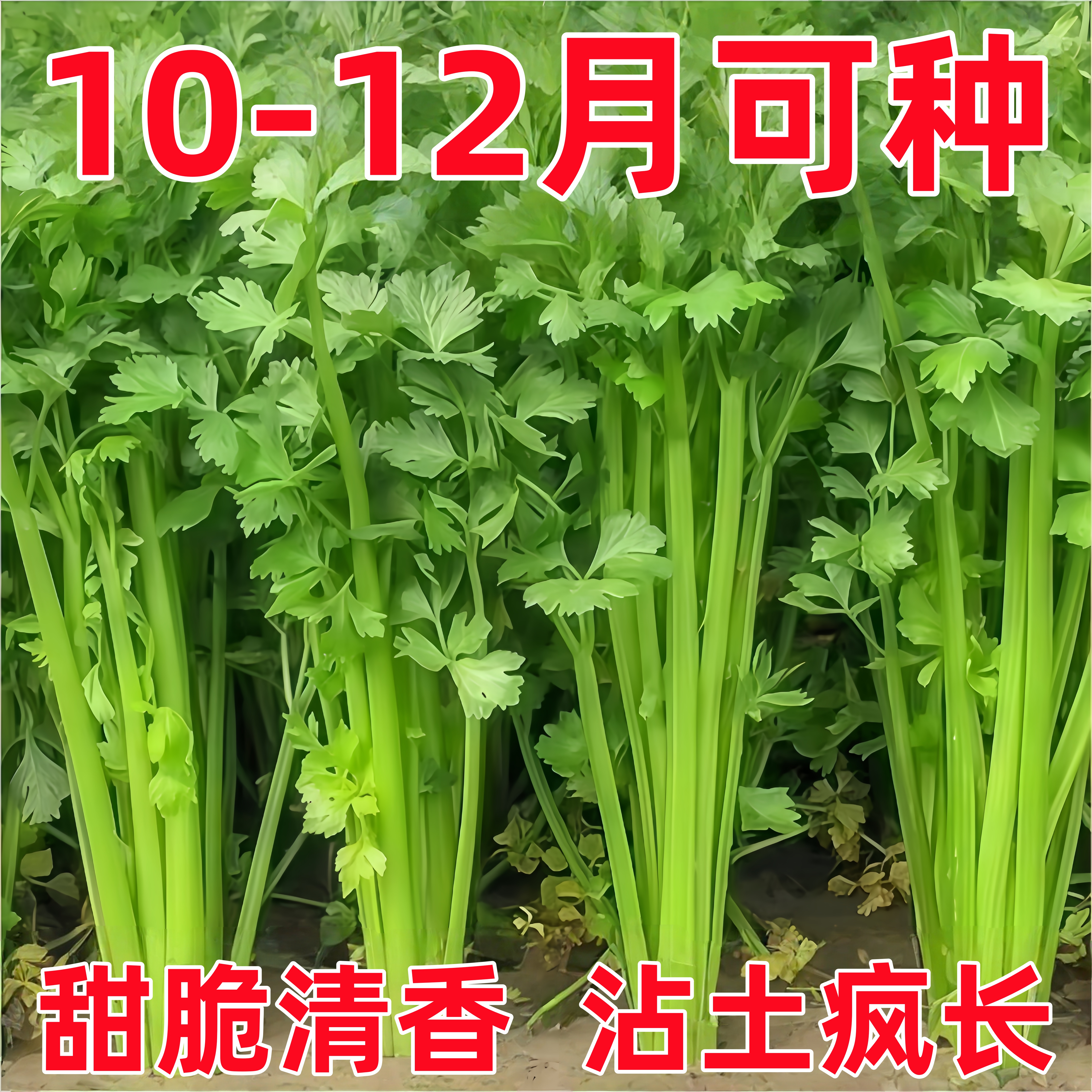 四季小香芹菜种子芹菜种子香味浓郁实心芹菜种四季可种植蔬菜种子