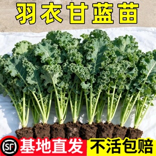 【羽衣甘蓝苗】羽衣甘蓝苗秧高产耐寒蔬菜女王绿粉紫羽衣四季蔬菜