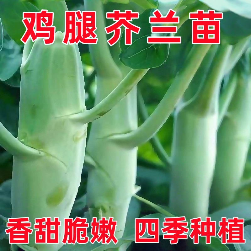 甜脆鸡腿芥兰秧苗芥蓝菜苗粗条芥兰秋冬四季大田阳台盆栽种蔬菜苗