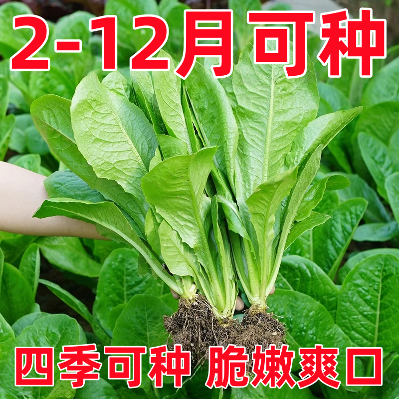 孔雀菜苗秧苗带土种苗咖啡菜种子幼苗四季种植适合秋季种植的菜苗