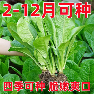 孔雀菜苗秧苗带土种苗咖啡菜种子幼苗四季种植适合秋季种植的菜苗