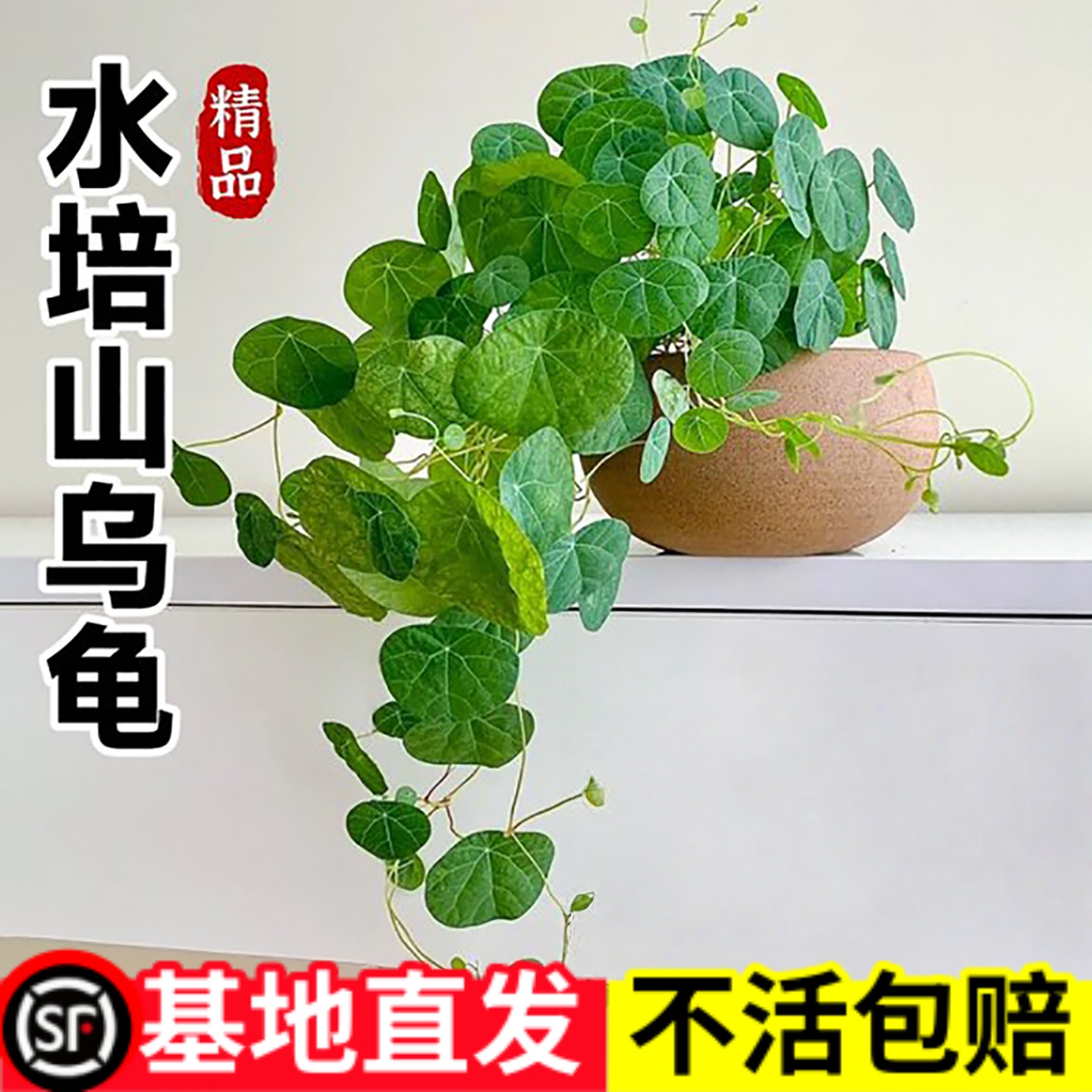 山乌龟植物金不换种球盆栽红藤圆叶室内阳台爬藤观叶水培好养龟背