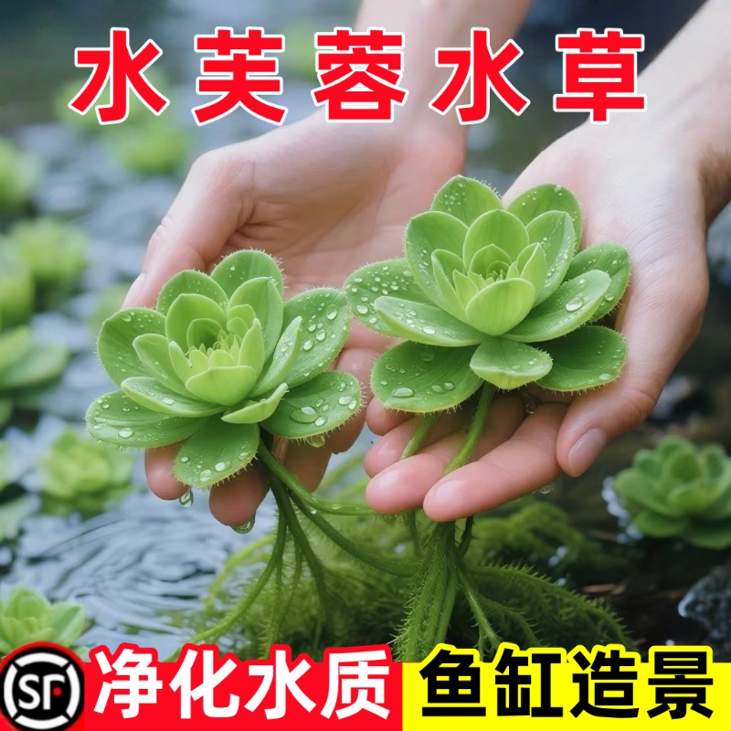 水芙蓉浮萍水生水培植物花卉净化水质阳台庭院微造景观绿植水草