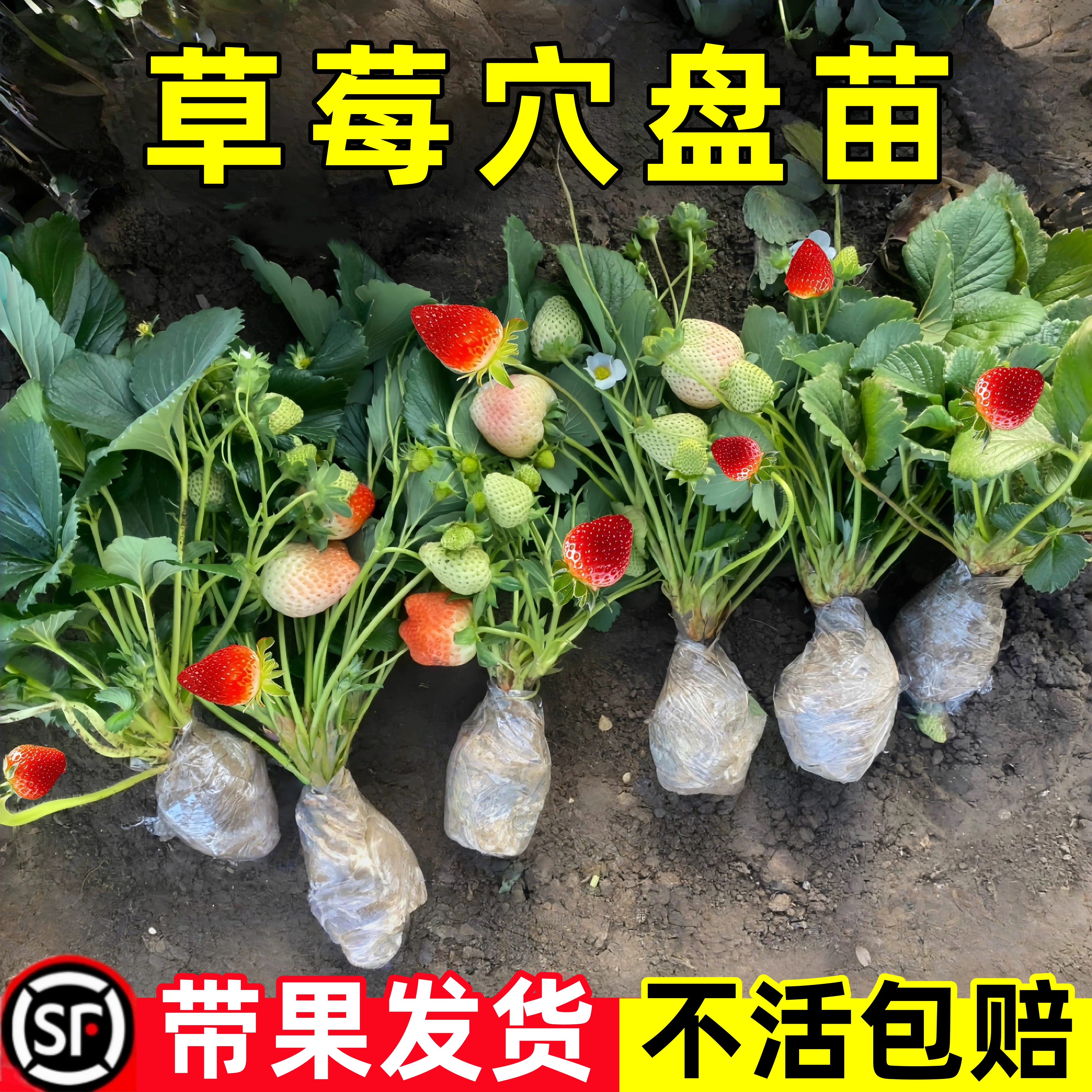 草莓四季牛奶章姬丹东99盆栽红颜