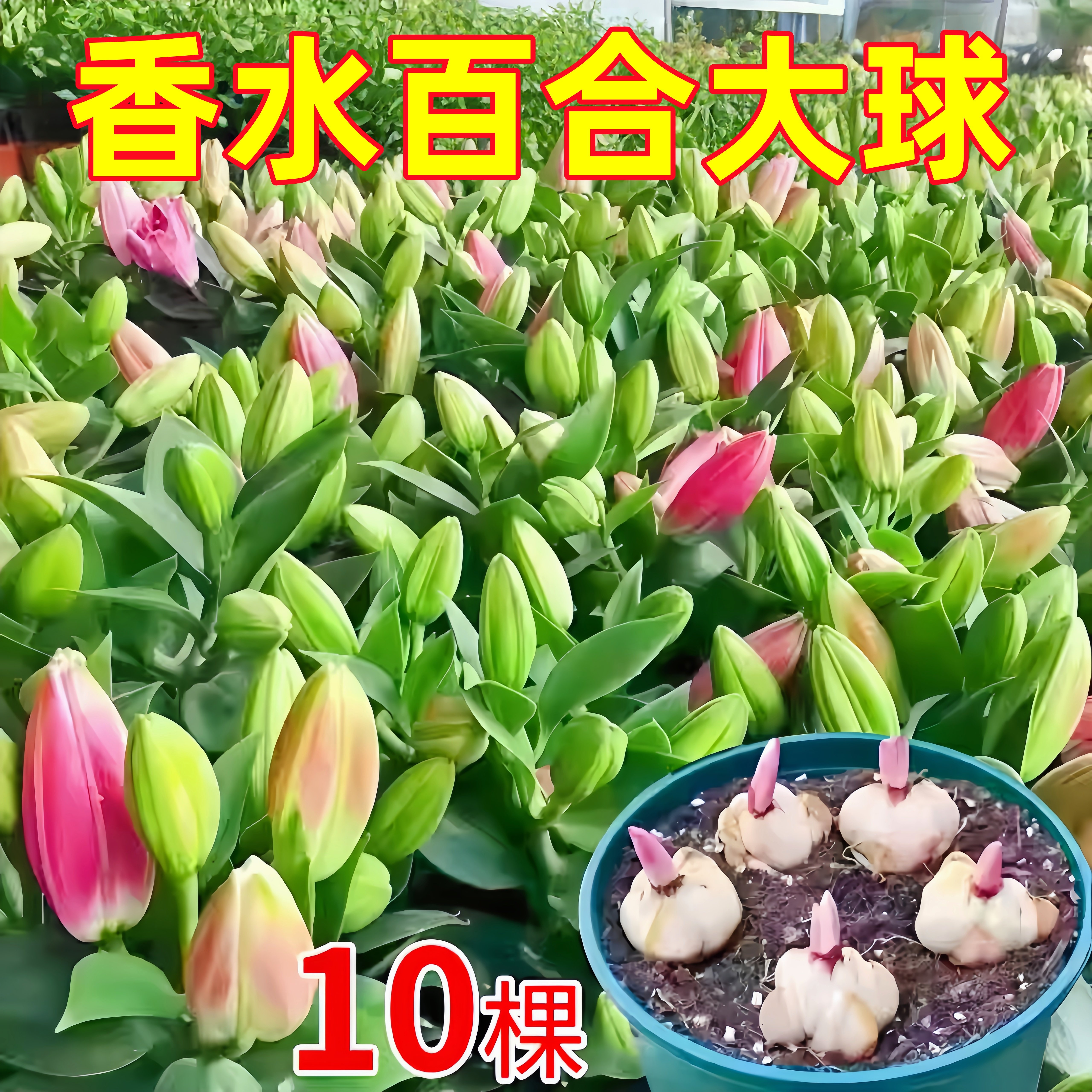 进口重瓣多头香水百合种球带牙耐寒当年盆栽室内外花卉绿植盆栽,鲜花速递/花卉仿真/绿植园艺,红掌/凤梨/温室花卉,淘宝优惠券,粉丝福利购,淘宝优惠卷