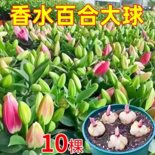 进口重瓣多头香水百合种球带牙耐寒当年盆栽室内外花卉绿植盆栽