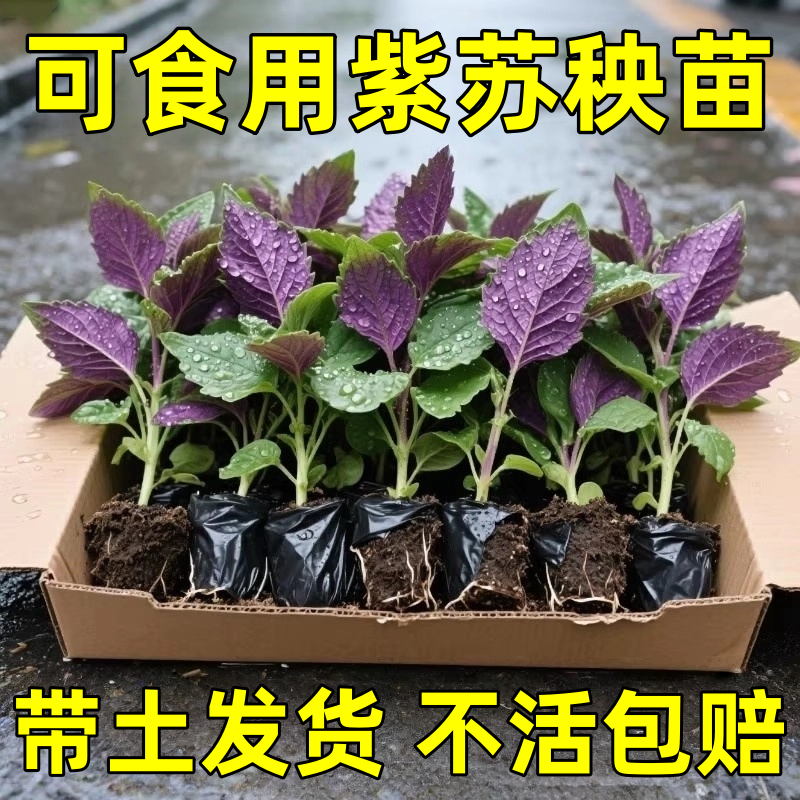 食用耐寒正宗紫苏苗秧带土球双色紫苏种味浓四季盆栽阳台庭院种植