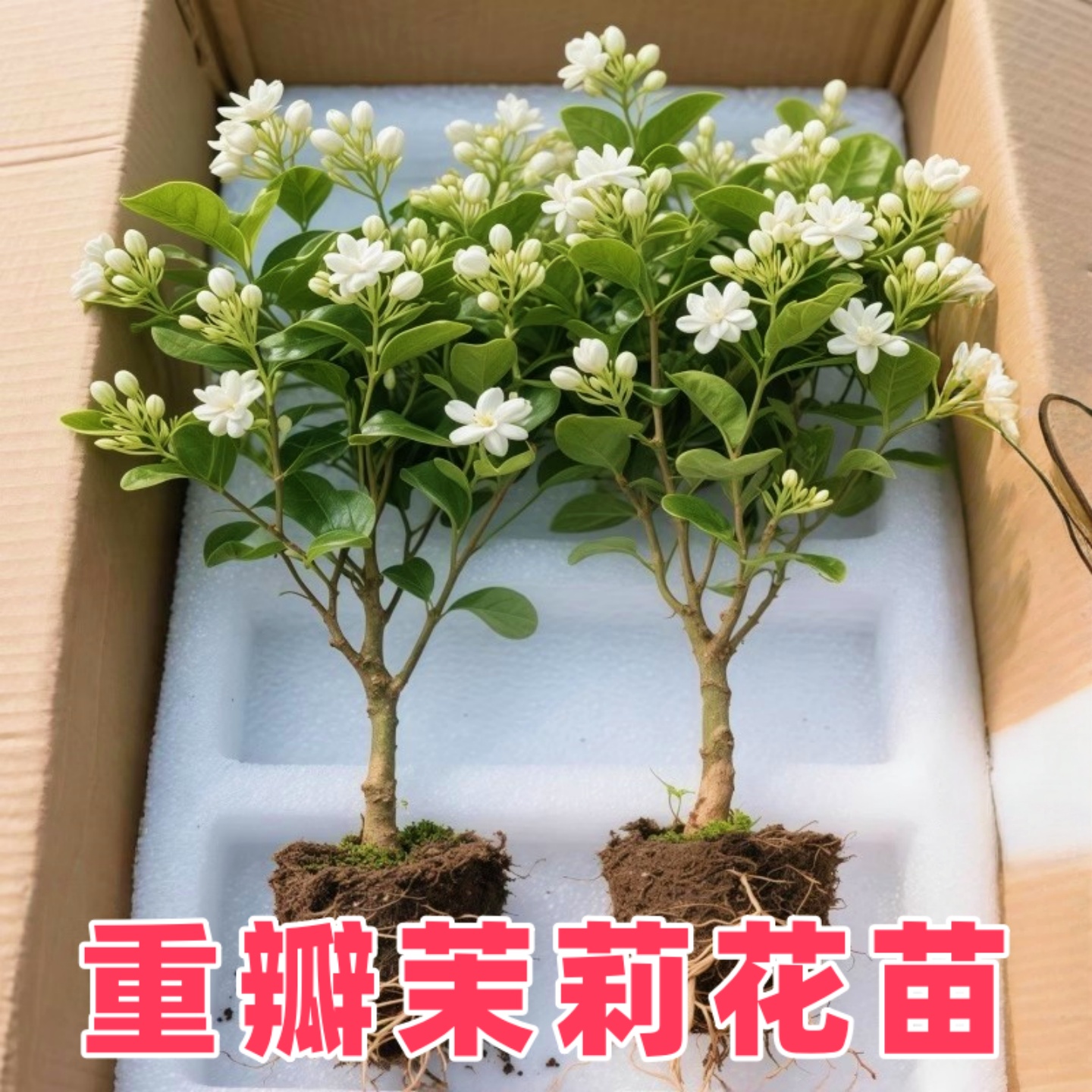 正宗重瓣茉莉花树苗盆栽老桩庭院阳台浓香四季种植开花卉小苗